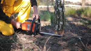 Reliable Pulaski, WI Tree Services Solutions