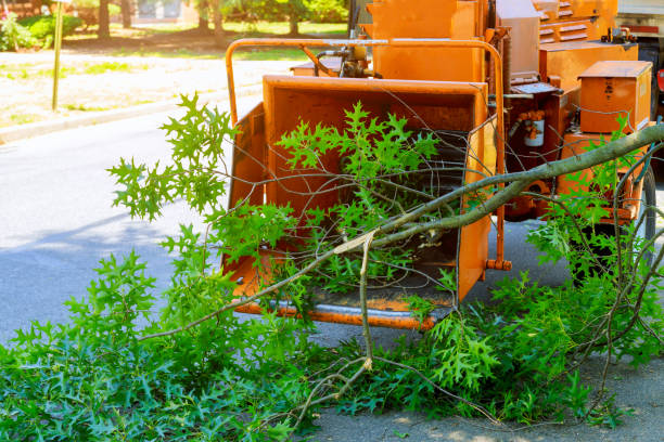 How Our Tree Care Process Works  in  Pulaski, WI