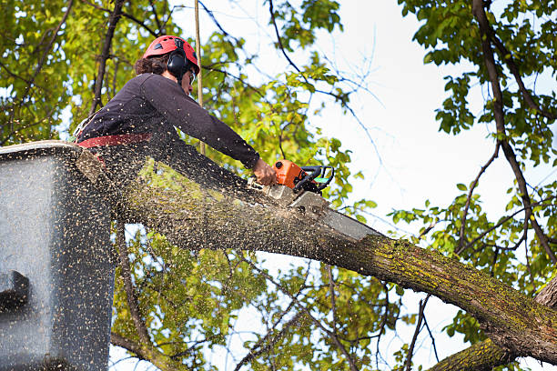 Best Fruit Tree Pruning  in Pulaski, WI