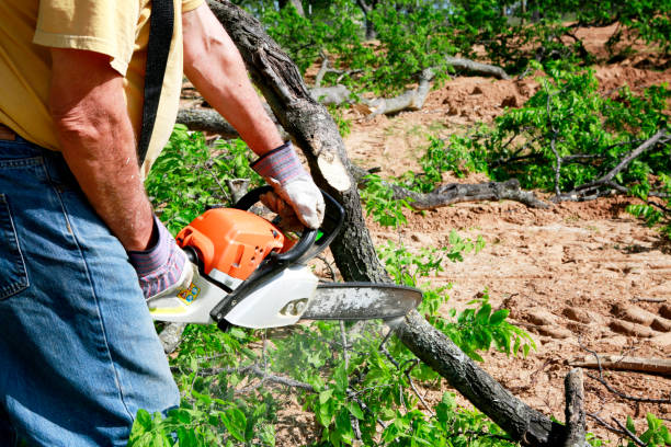 Best Tree and Shrub Care  in Pulaski, WI